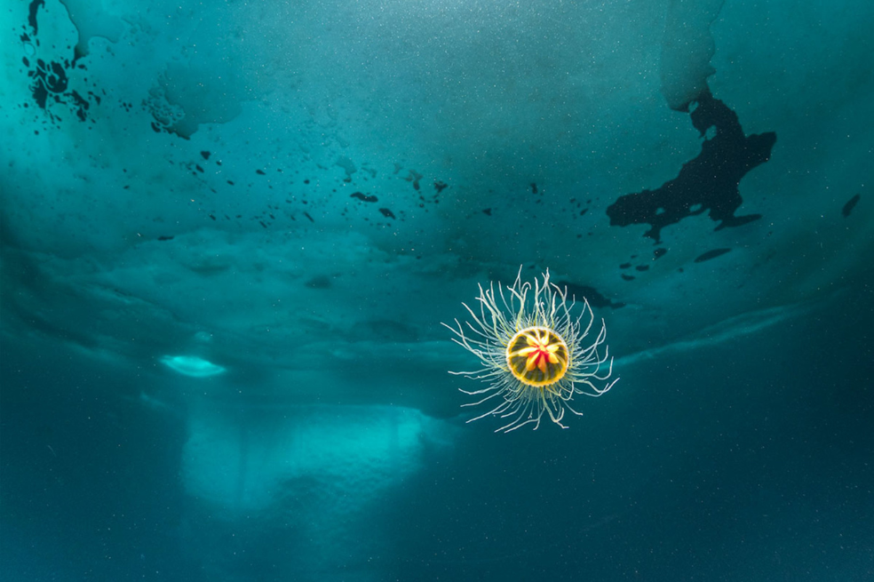 Una diminuta hidromedusa bentónica (Ptychogastria polaris) con una campana de menos de un centímetro es una obra de arte. Es uno de los muchos representantes gelatinosos de las 1.000 especies de hidromedusas y escifomedusas, probablemente con más por descubrir, sobre todo en aguas profundas o polares.
Foto ganadora de la categoría Maravillas Polares. / Franco Banfi.