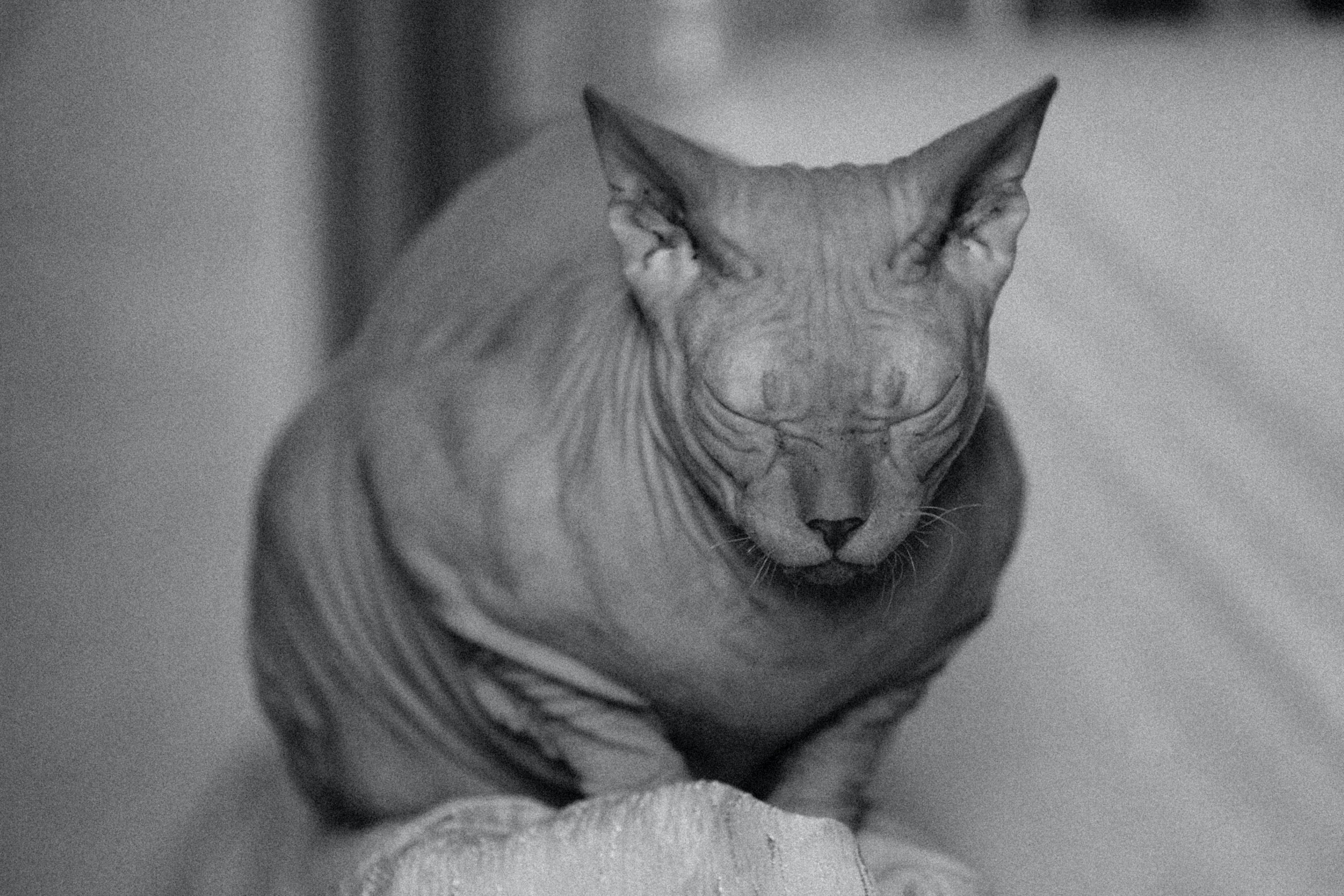 Gato esfinge características y cuidados que debes tener con esta raza