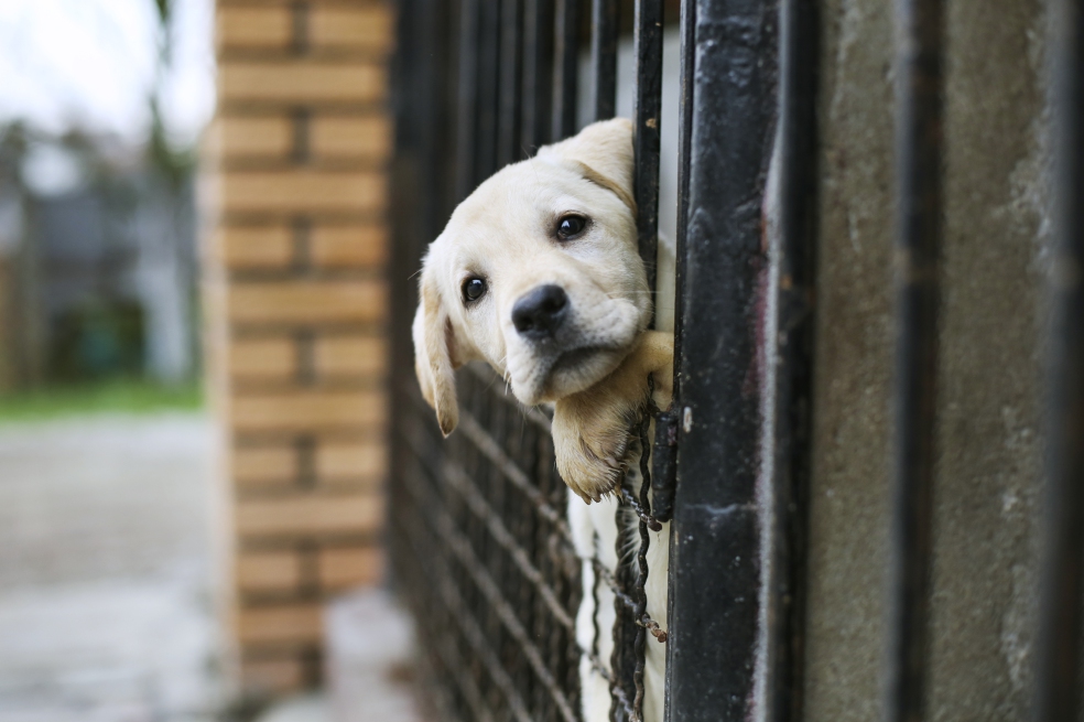 Infractores pueden hacer trabajo comunitario en el Instituto de Bienestar Animal