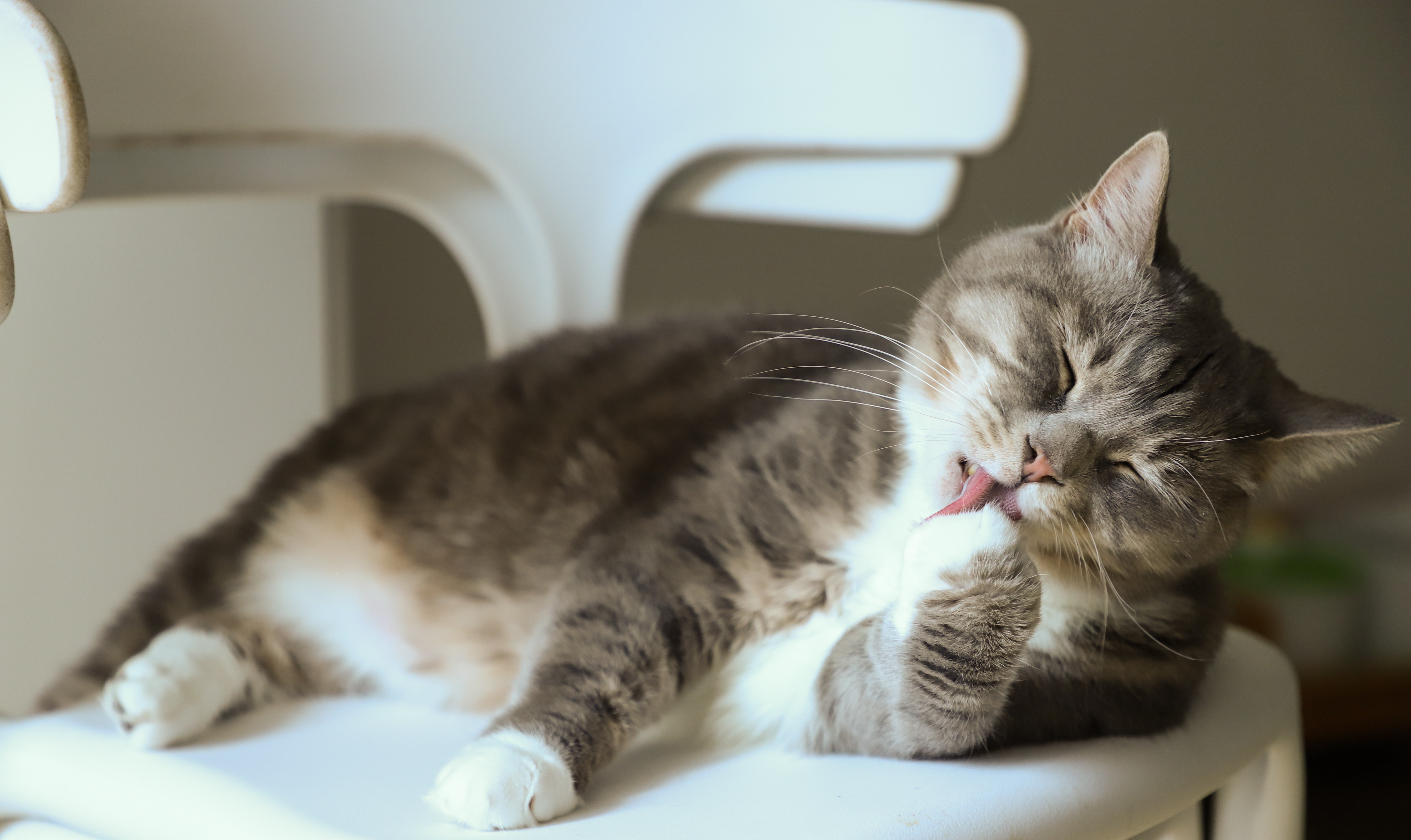 La razón por la que a los gatos les gusta sentarse en cuadrados y formas
