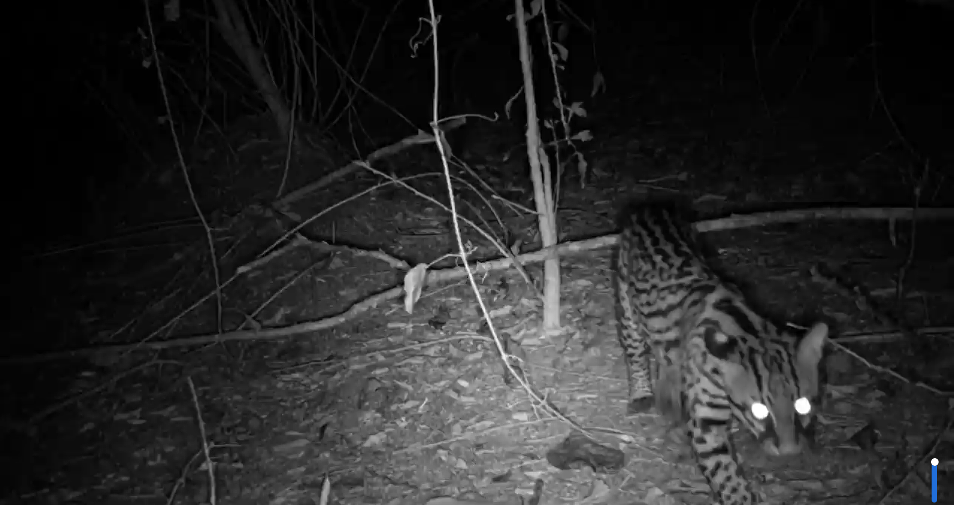 Cámaras trampa registraron varias especies de fauna silvestre cerca de Cartagena