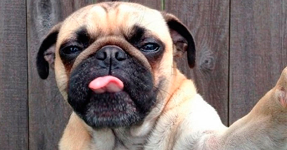 20 animales que se pusieron a la moda con las selfies