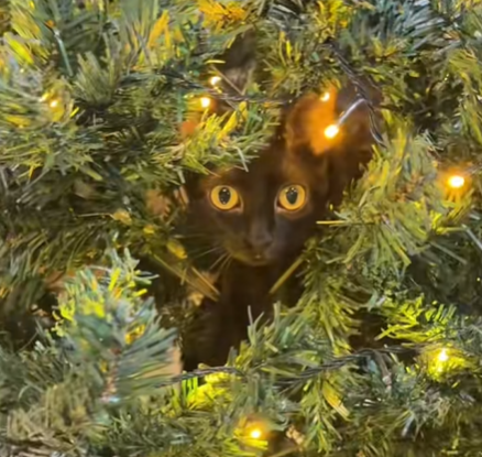 Una gata contra el árbol de Navidad: la divertida batalla que se hizo viral en TikTok