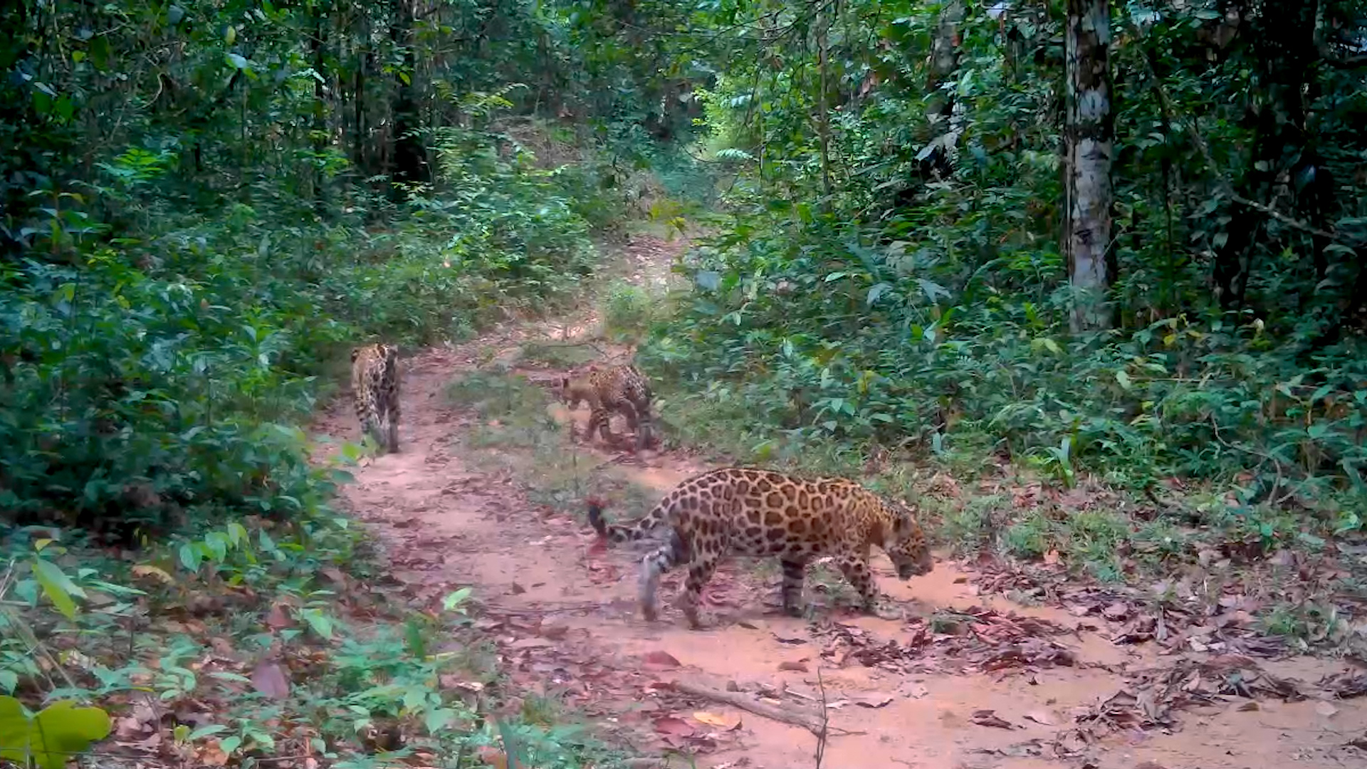En video: captan una mamá jaguar con sus dos cachorros en la Amazonia colombiana