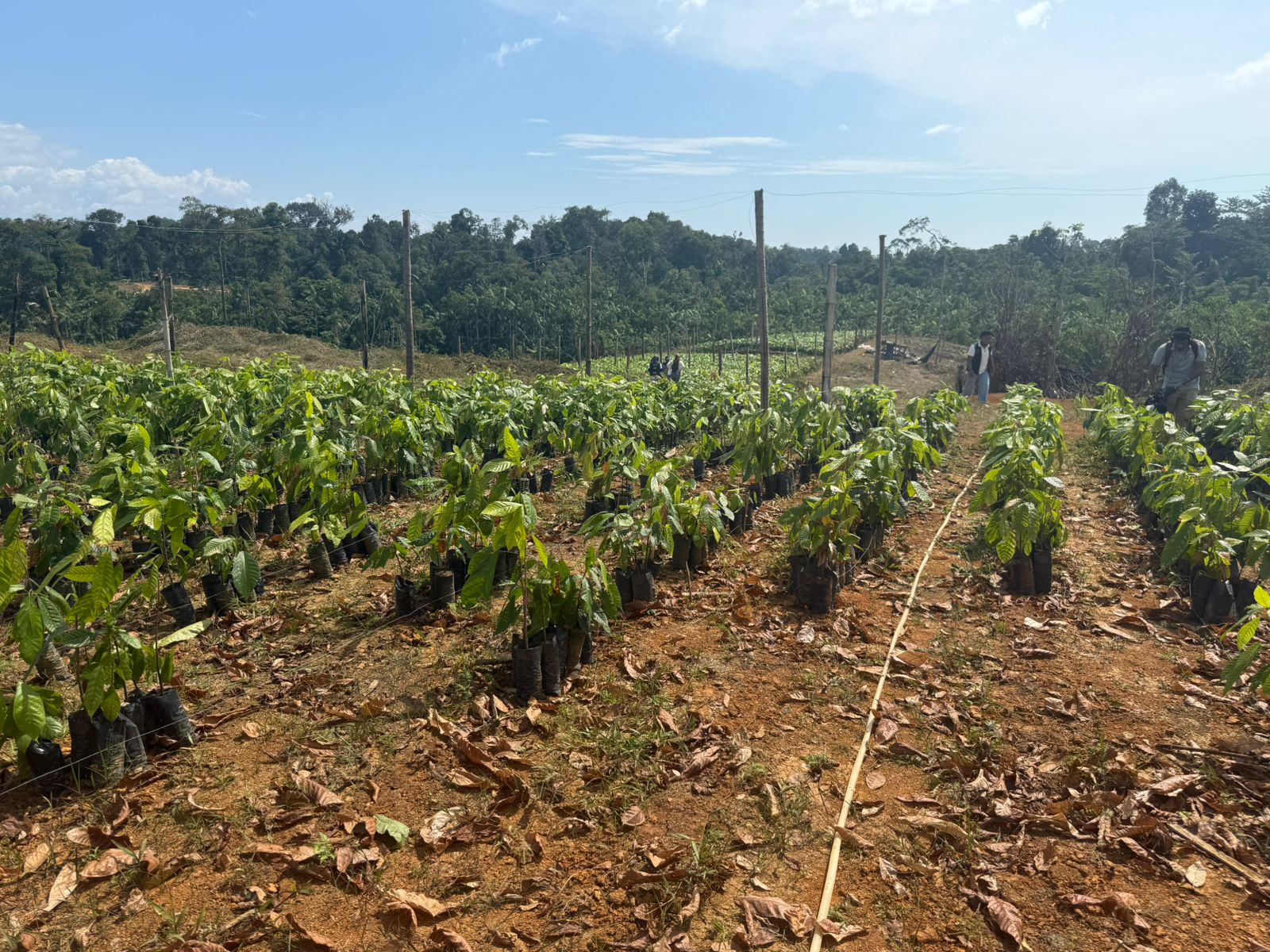 Parte de los proyectos con los que se ha hecho la sustitución de cultivos de uso ilícito tienen que ver con cacao o con panela.