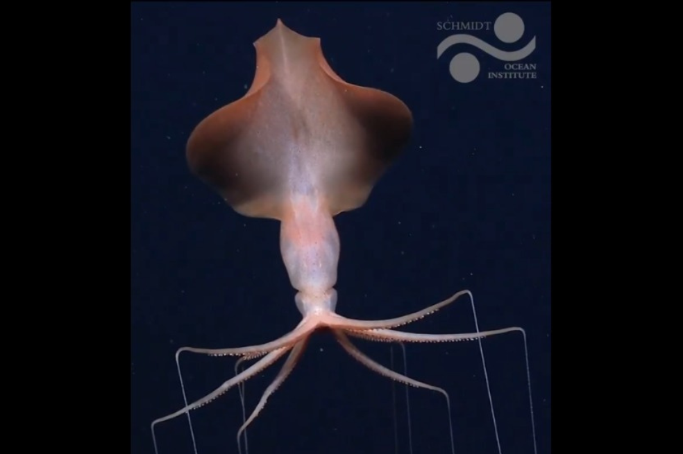 Captura de pantalla del video donde se observa a uno de los calamares de aleta grande (Magnapinna sp.).