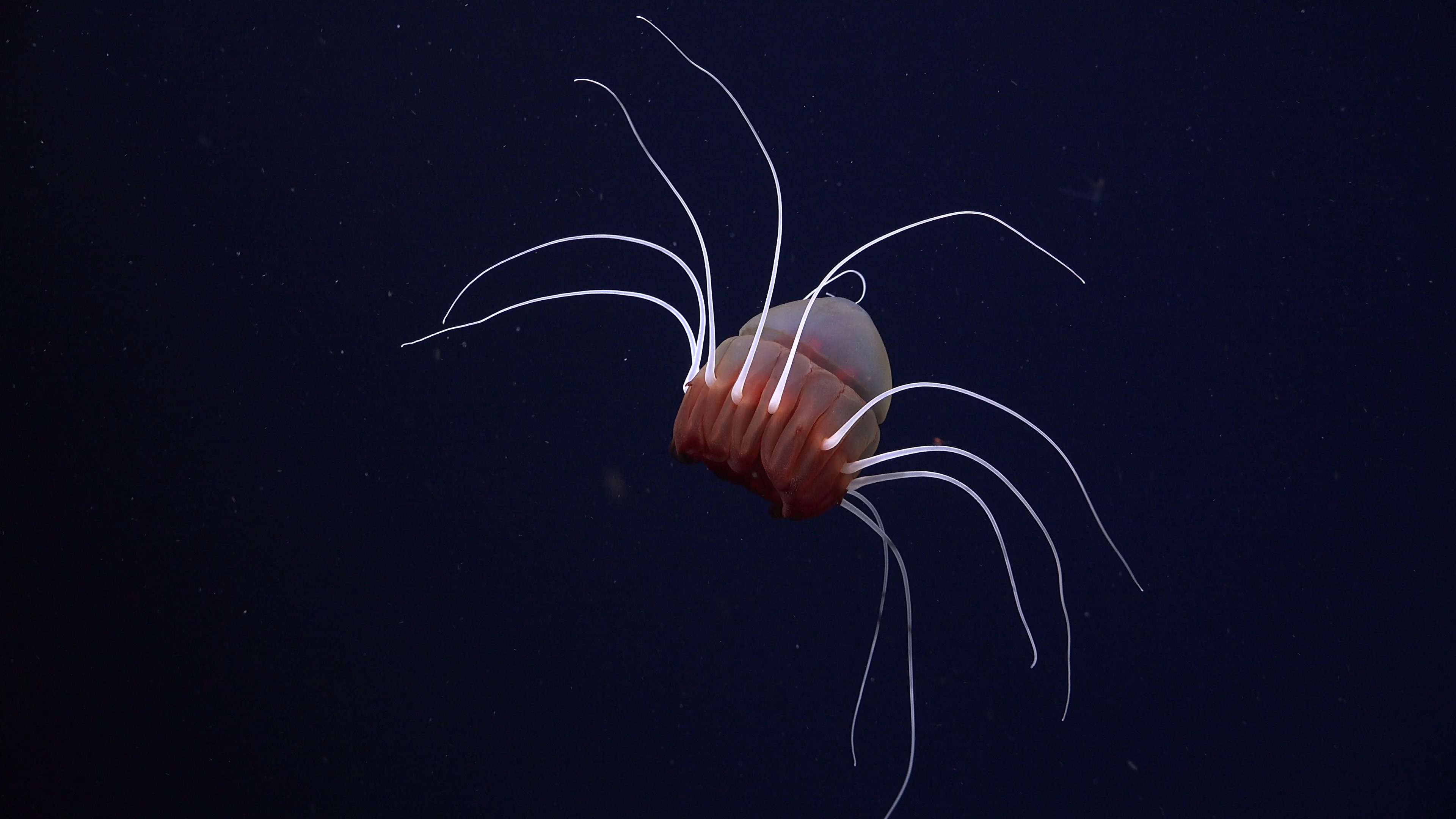 Una medusa casco flota a la deriva con los tentáculos extendidos en el mar de Bellingshausen, frente a la Antártida, una zona en la que la plataforma y el talud están cortados por varios barrancos submarinos.