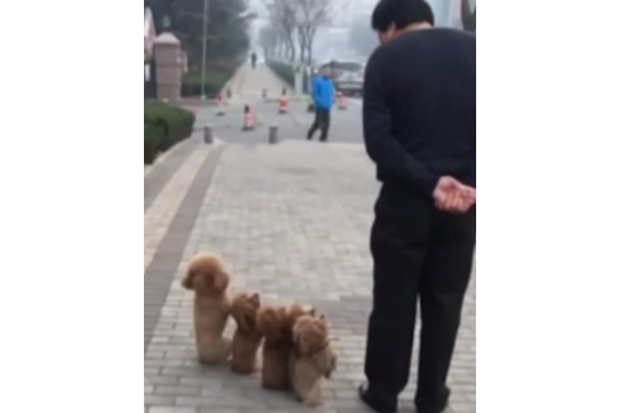 Los perros más ‘militares’ del mundo