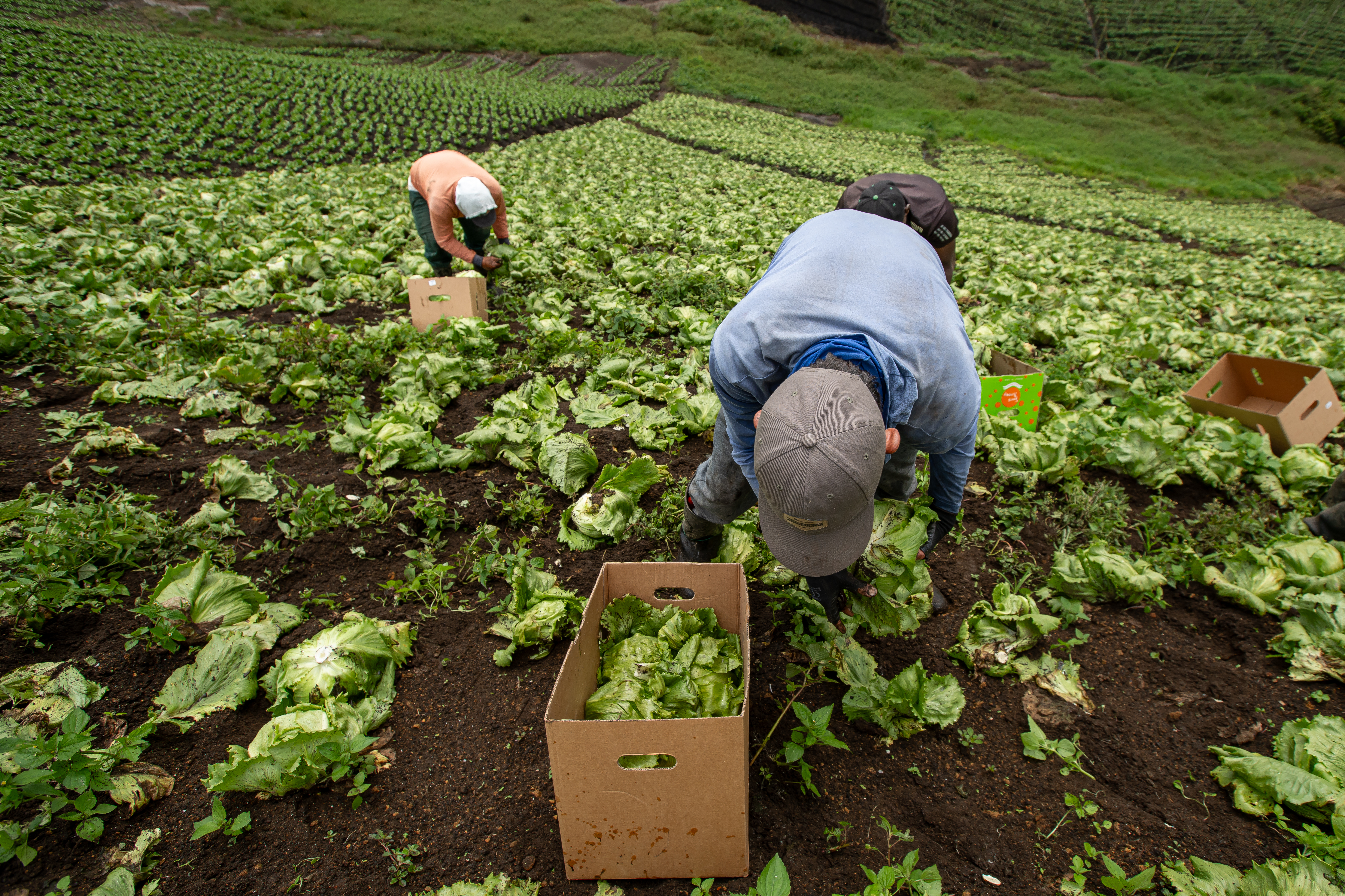 Reforma agraria por la puerta de atrás