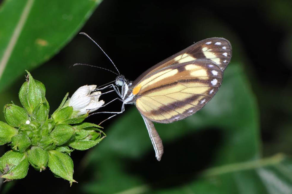 Insectos al descubierto