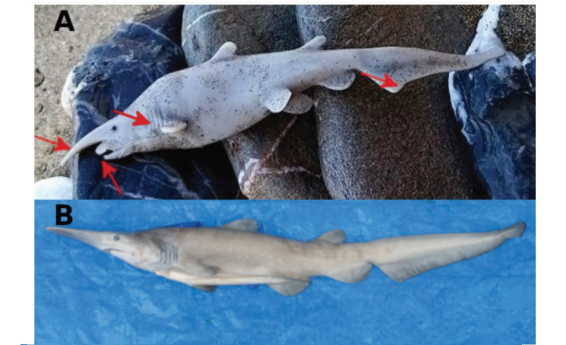 El juguete para niños que pudo confundirse con el hallazgo de una nueva especie