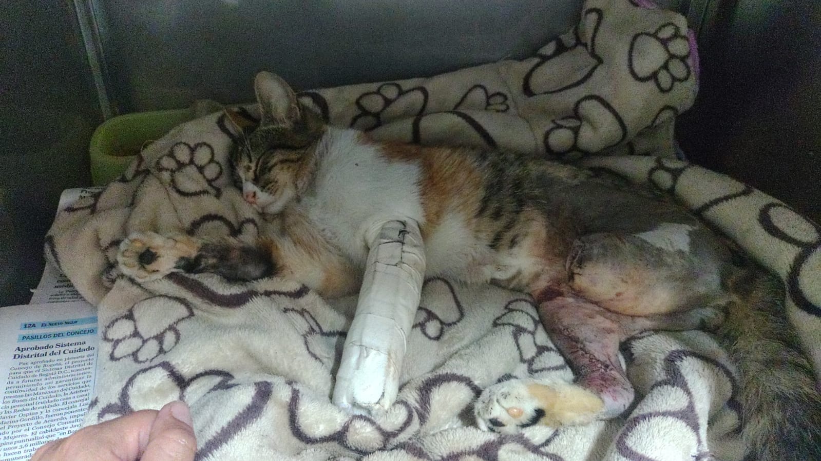 Animalistas piden justicia por gata que murió luego de ser atropellada en Bogotá