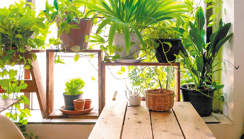 Fortalece tus plantas de interior con este alimento que tienes en tu alacena