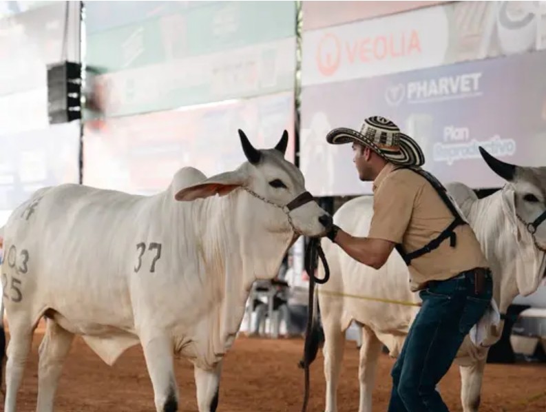 Prográmese para la Feria de Montería 2026: eventos y fechas