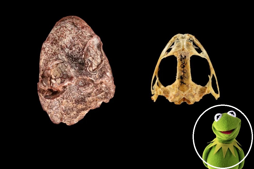 Hallan fósil de anfibio de 270 millones de años y lo nombran en honor a la rana René