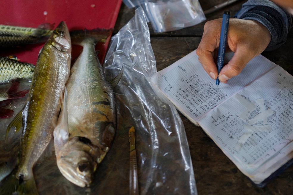 Los integrantes de las comunidades realizan anotaciones de campo sobre los peces capturados en el Resguardo Indígena El Itilla para su posterior análisis.
