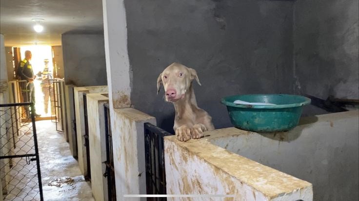 Se recaudaron 84 millones en Medellín con sanciones por maltrato animal: ¿qué harán con esto?