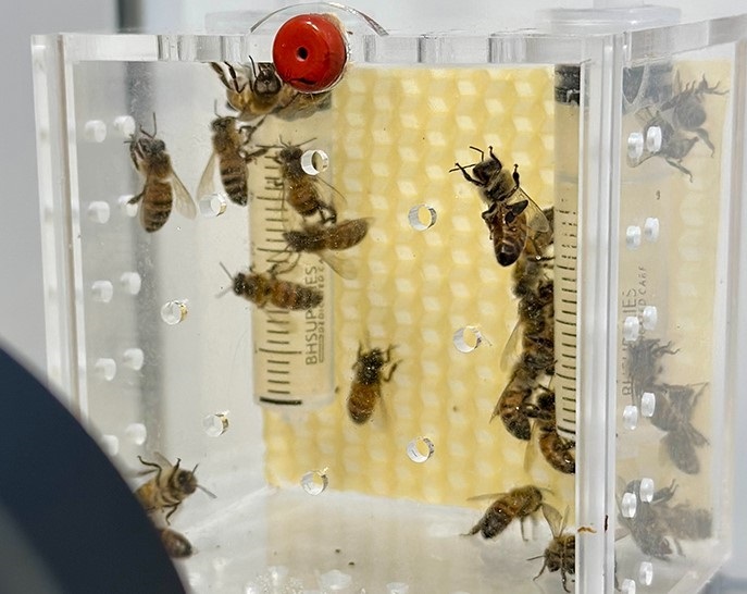 La luz artificial está alterando el ciclo circadiano de las abejas