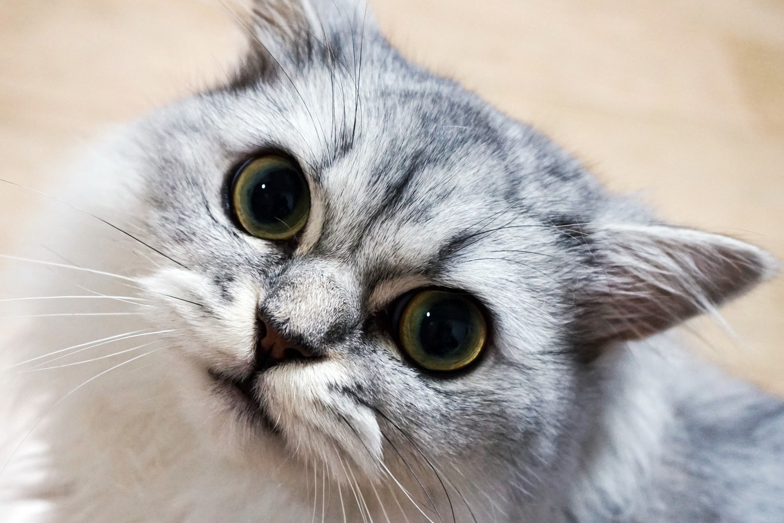 Estas son algunas de las razas de gatos que menos maúllan en el mundo
