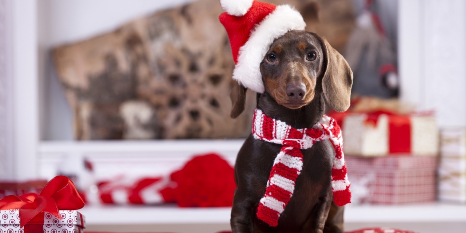 ¡Imperdibles! Películas para ver con su mascota en esta Navidad