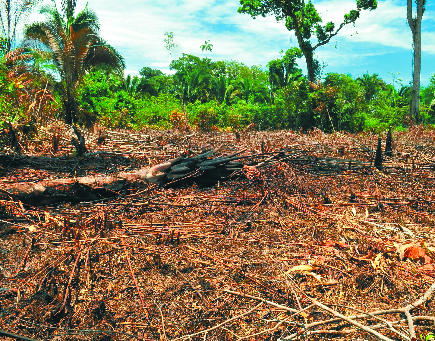 Juntas de Acción Comunal: en la mira para detener la deforestación en San Vicente del Caguán