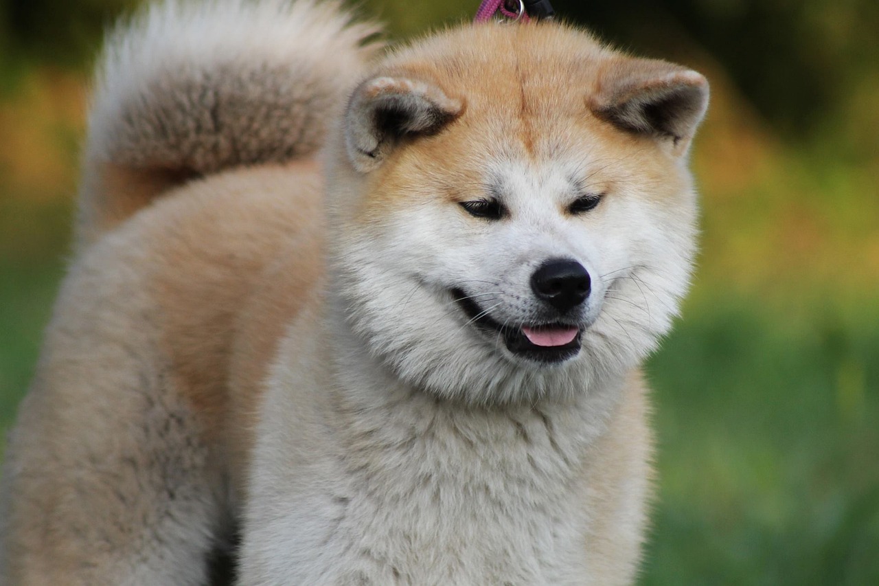 El "perro de Akita" es una raza canina originaria de Japón, donde se considera tesoro nacional.