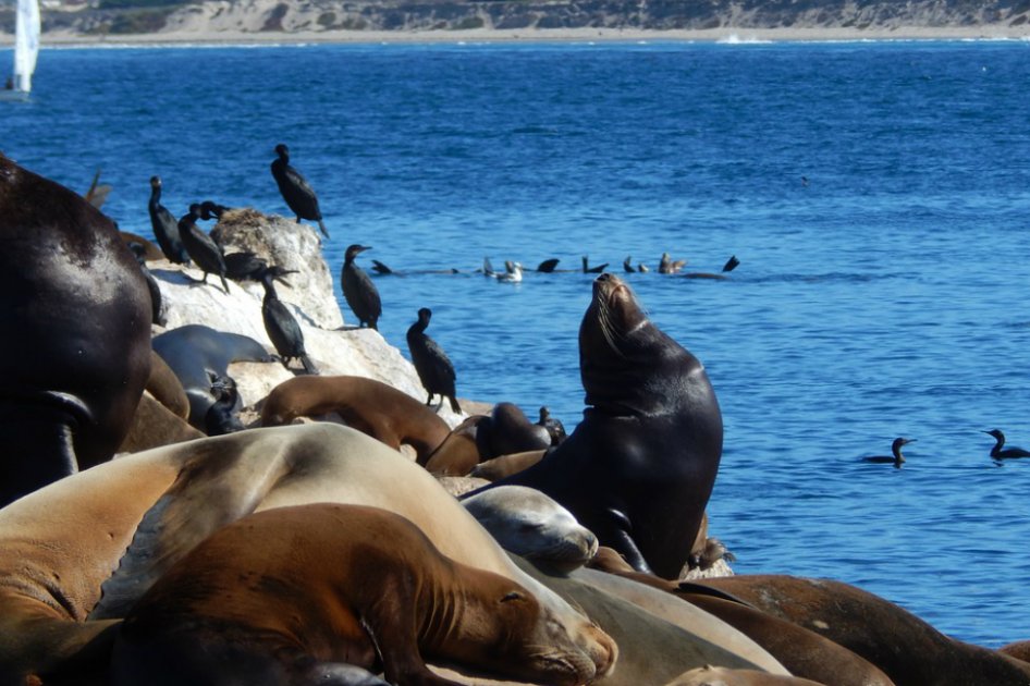 La persecución de leones y osos marinos ha alterado el ecosistema del Atlántico