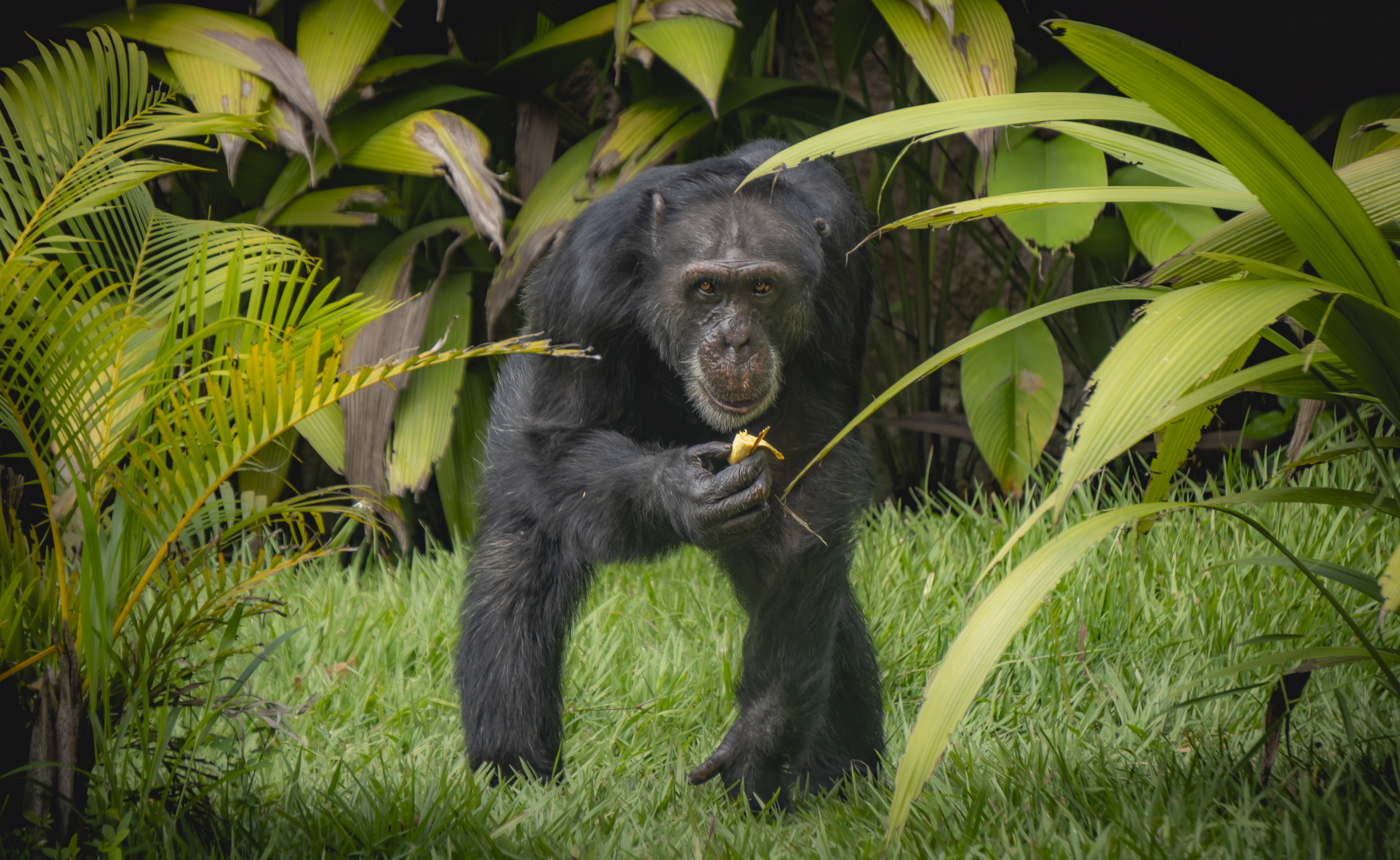 Todo listo para el traslado de Yoko, el último chimpancé en Colombia a Brasil