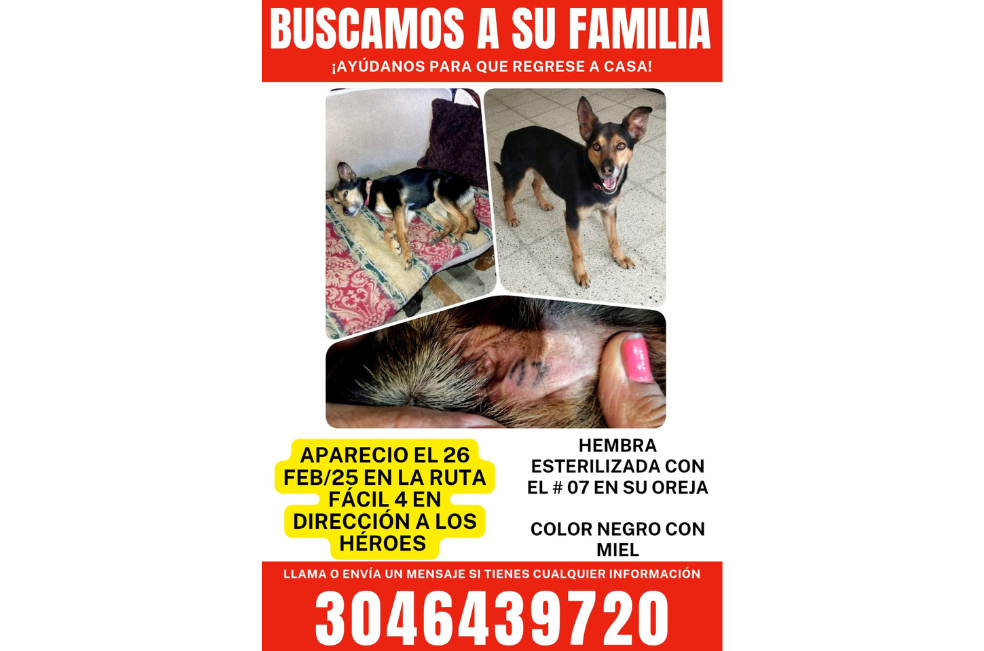 Lolita es negra, pequeña y tiene un número 7 marcado en su oreja.