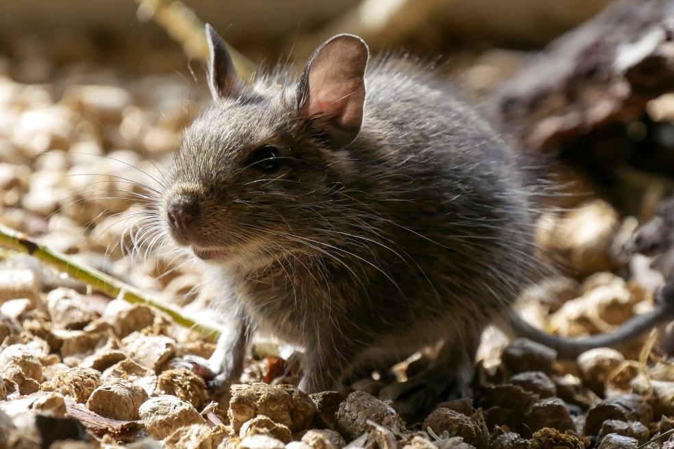 Una plaga de ratas invade casas en Inglaterra