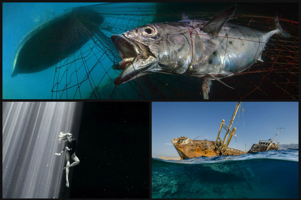 Conozca las fotos ganadoras del Fotógrafo Submarino del Año, el concurso que premia lo mejor del mundo marino
