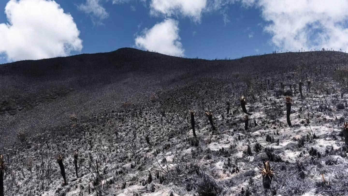 Desolador panorama en Nariño: incendios afectan 60 hectáreas en Cumbal y cultivos en Ancuya