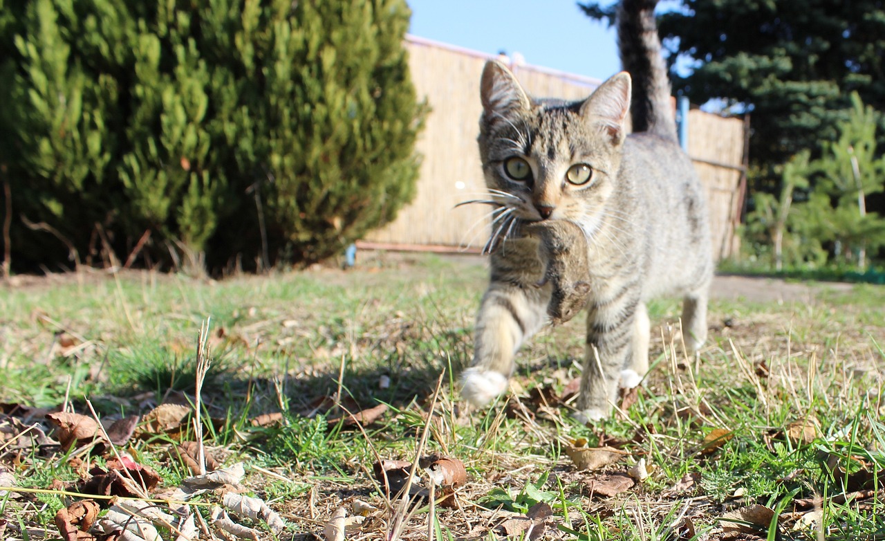 ¿Qué significa que un gato me traiga animales muertos a casa?