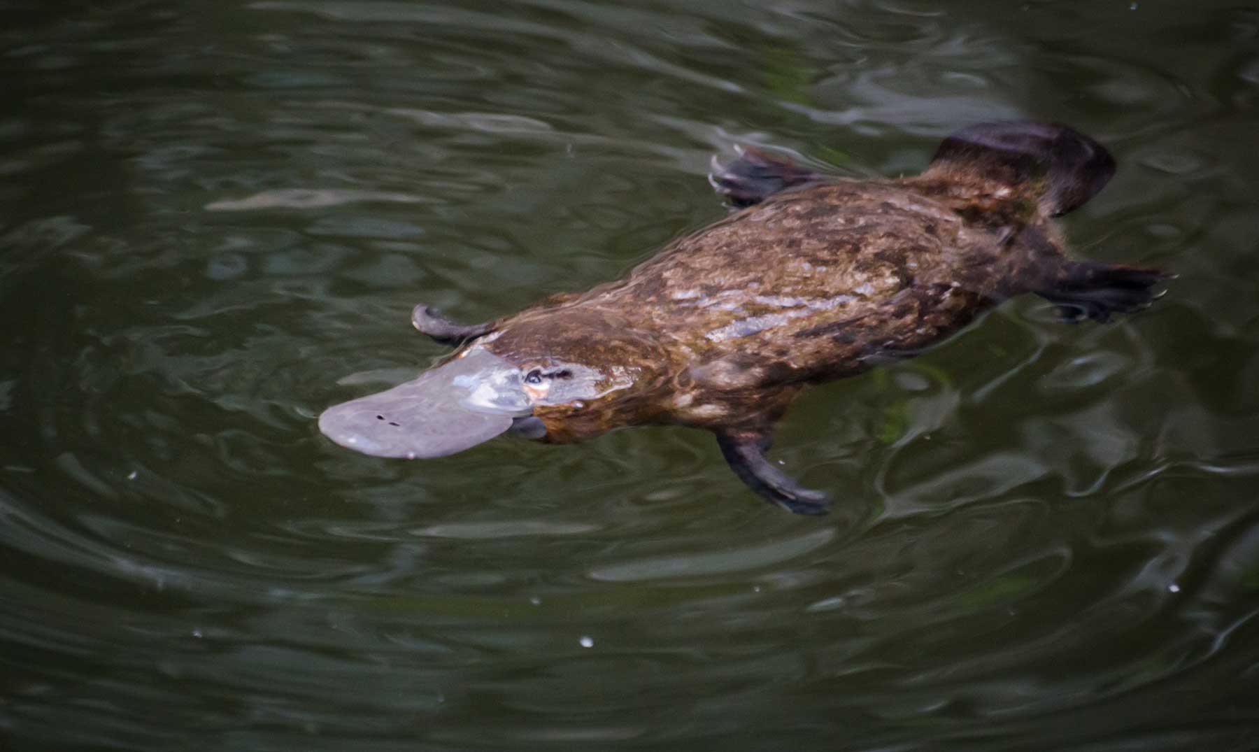 El ornitorrinco se enfrenta a un futuro incierto en Australia