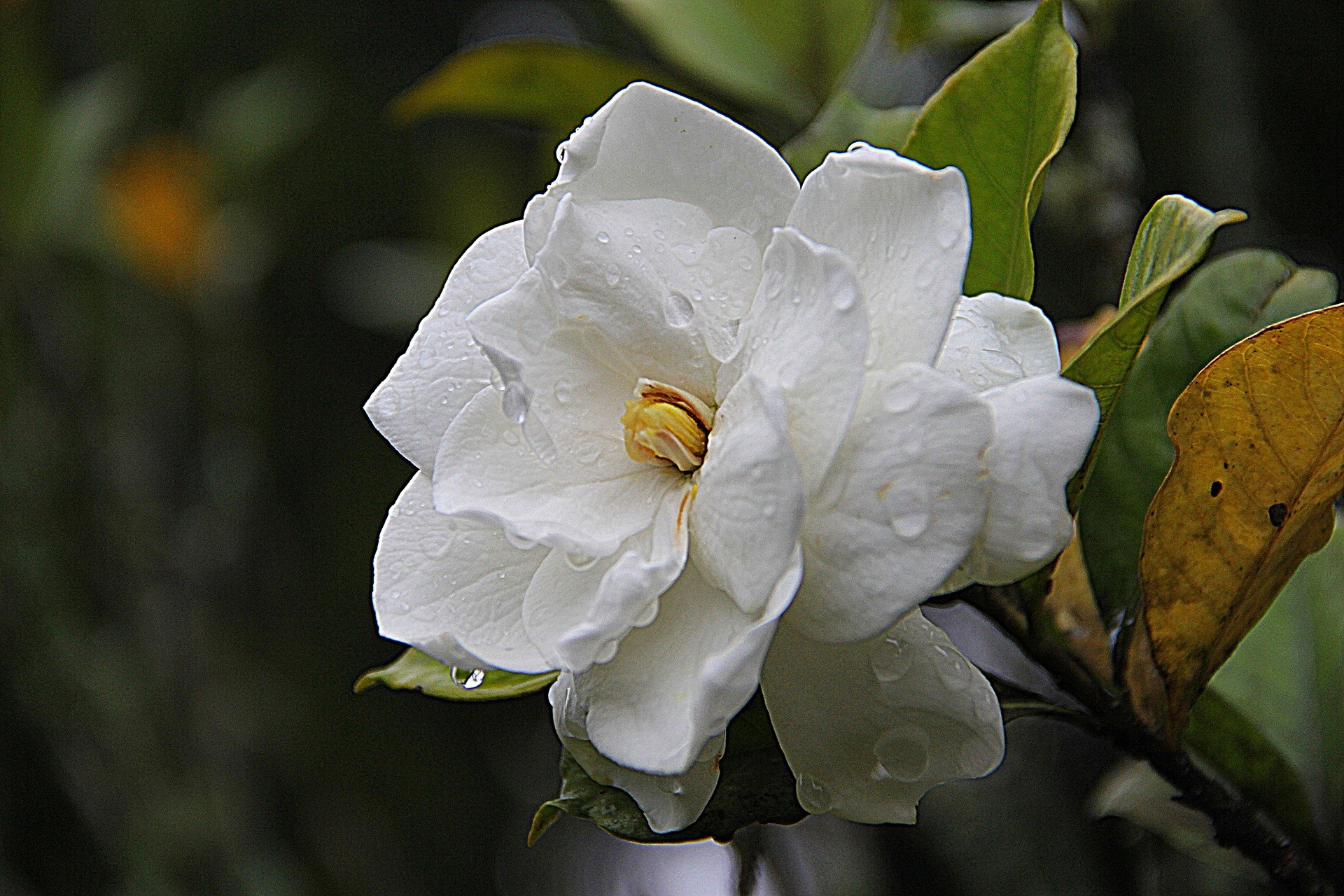 Fotografía de la flor de una gardenia.