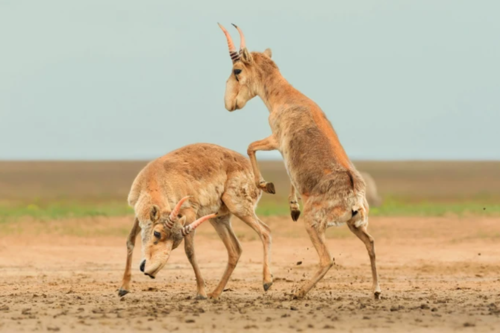 La imagen ganadora muestra a dos saigas machos (Saiga tatarica) en un combate de entrenamiento en las orillas abiertas de un lago estepario. La foto fue tomada por Andrey Giljov, profesor titular de la Universidad Estatal de San Petersburgo.