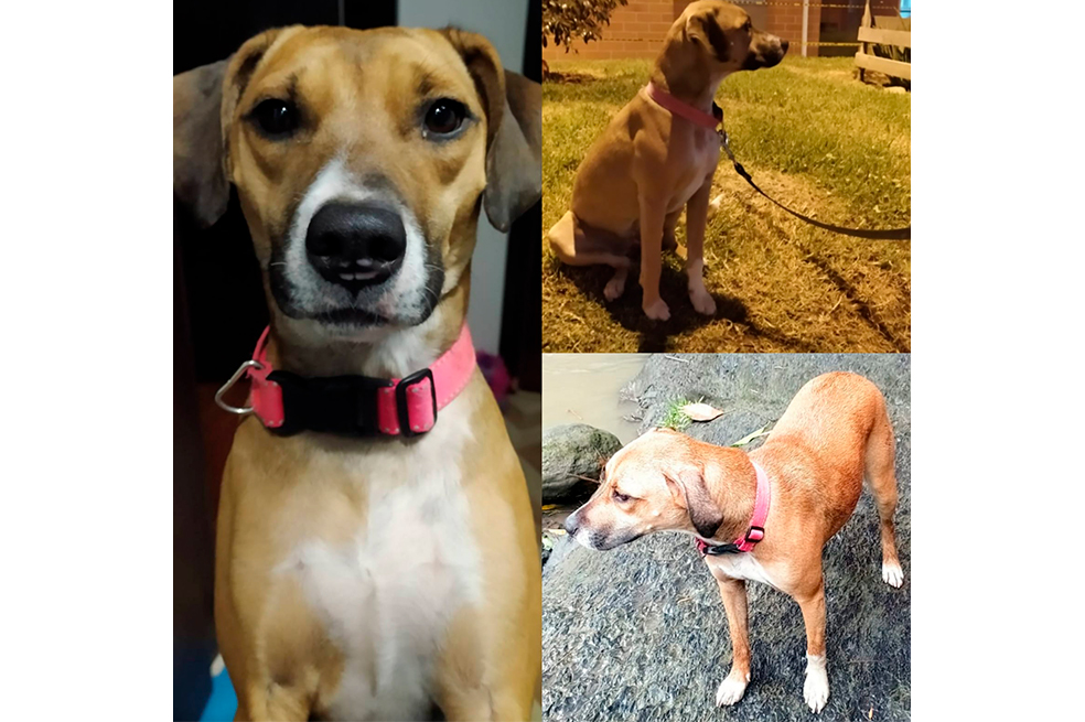 Buscan a Turka, una perrita criolla que se perdió en Bosa Naranjos, Bogotá