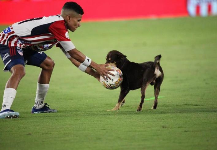 Perrito que interrumpió dos partidos del Junior fue bautizado y ahora busca hogar