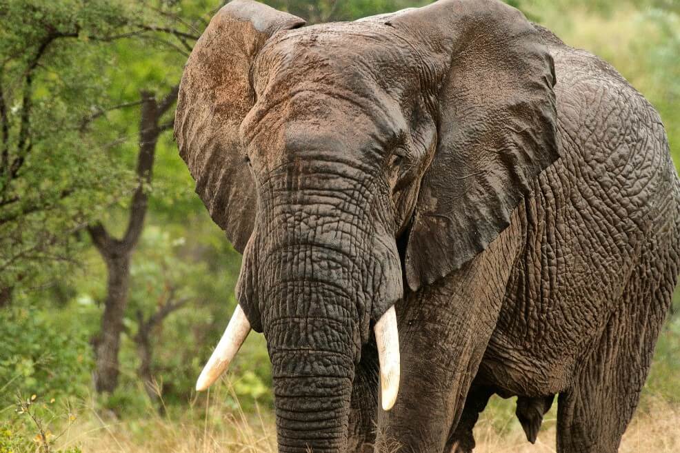 El dilema de Zimbabue: ¿marfil o parques naturales?