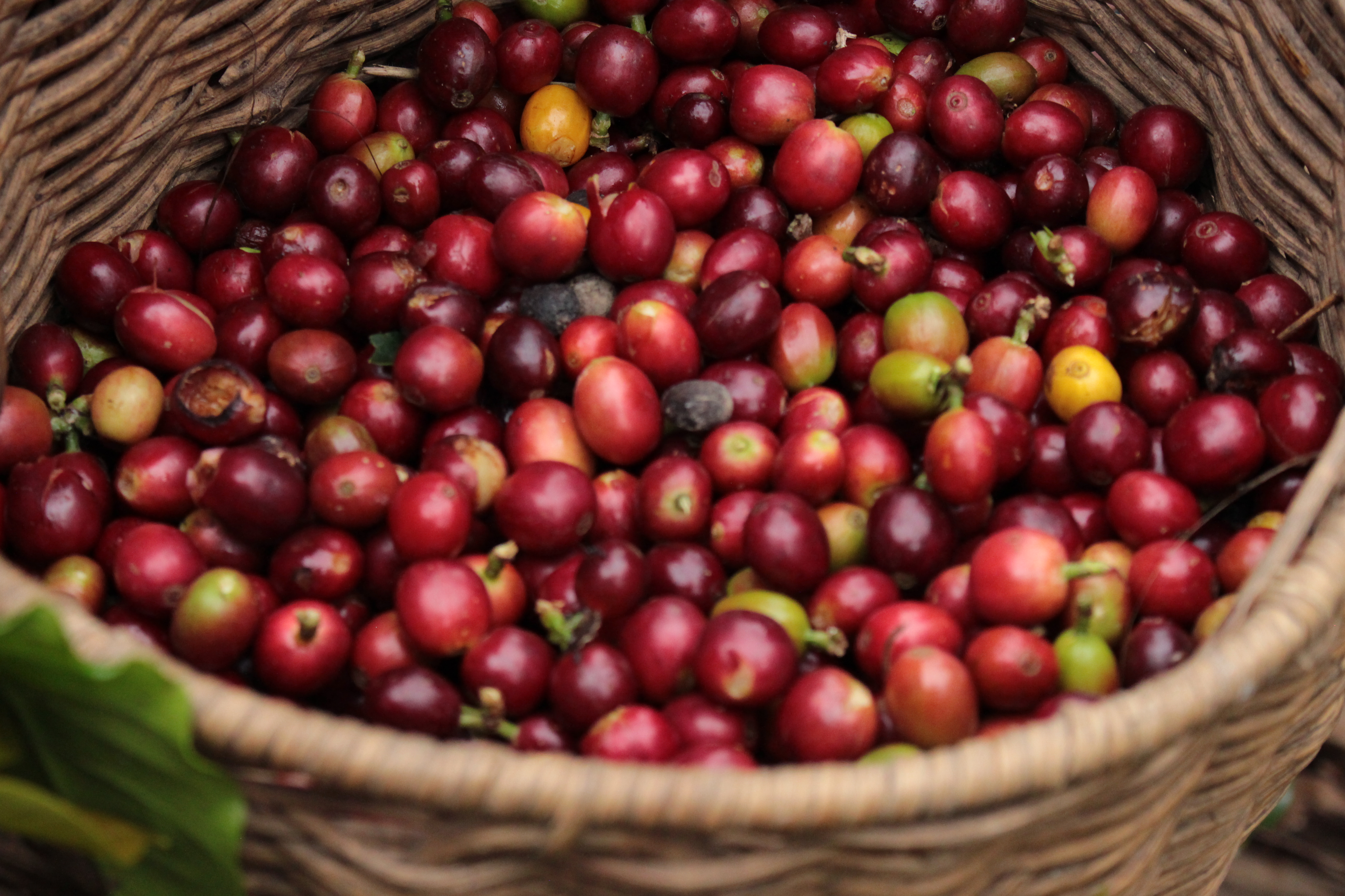 La respuesta del gerente de la Federación a los precios de compra del café