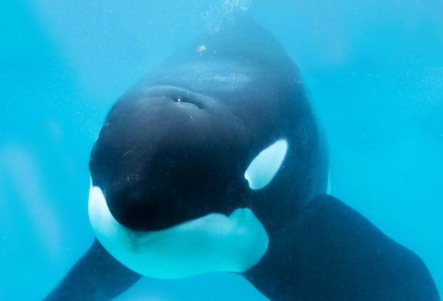 Piden liberar a Kshamenk, la última orca en cautiverio de Sudamérica