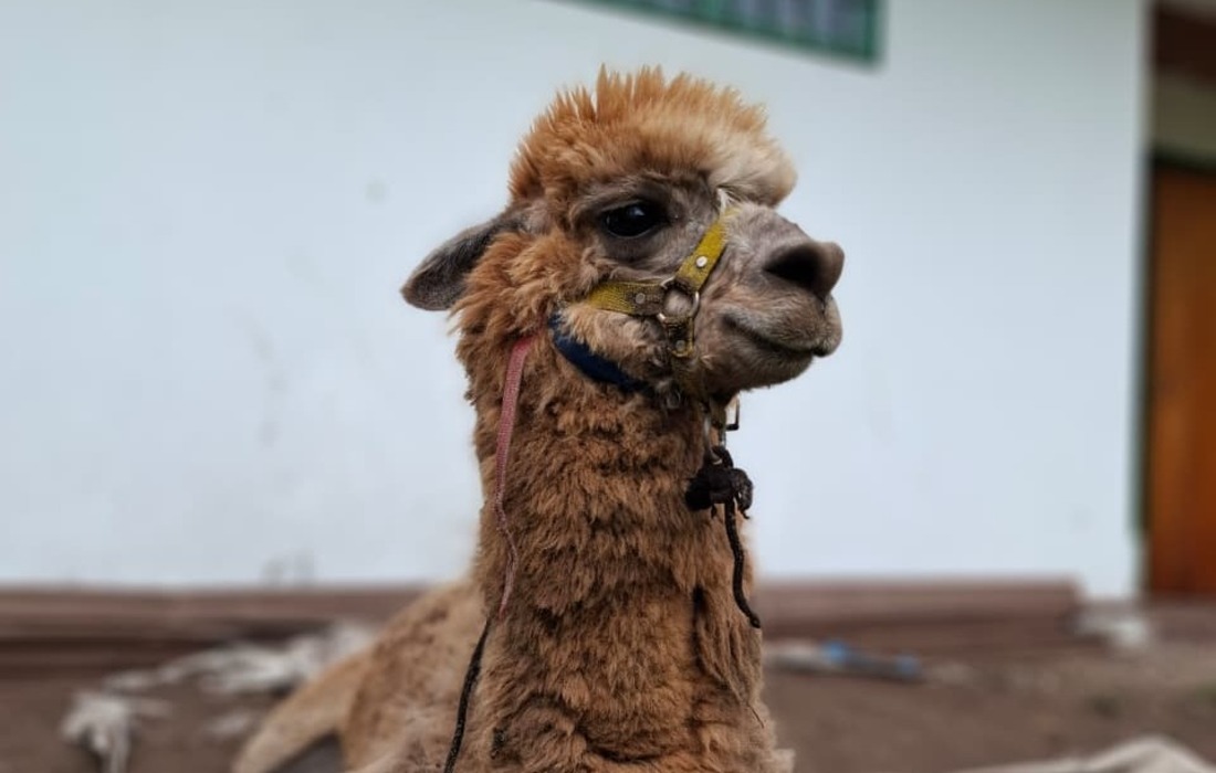 Adoptan a Zeus y Princesa, una llama y una alpaca que eran explotadas en Bogotá