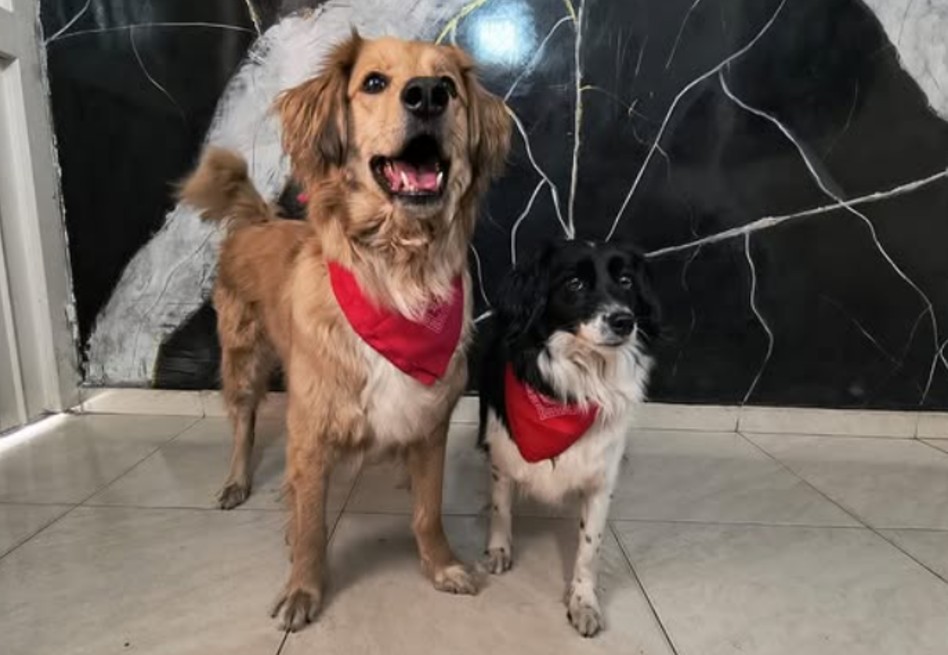 Agéndese para jornada de adopción de perros y gatos abandonados en Bogotá