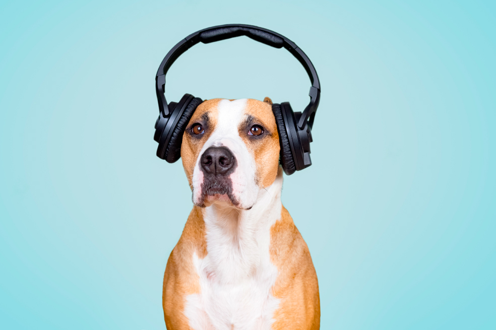 Los perros podrían distinguir dos idiomas
