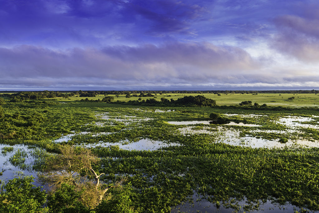 Así quieren rescatar Pantanal, el humedal tropical más grande del mundo