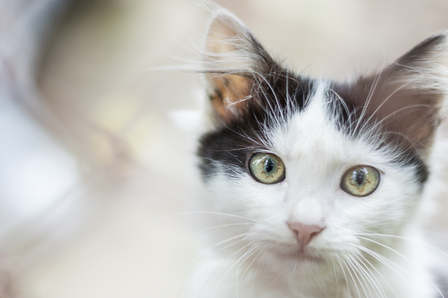 10 nombres para gatos blancos con negro que te encantarán