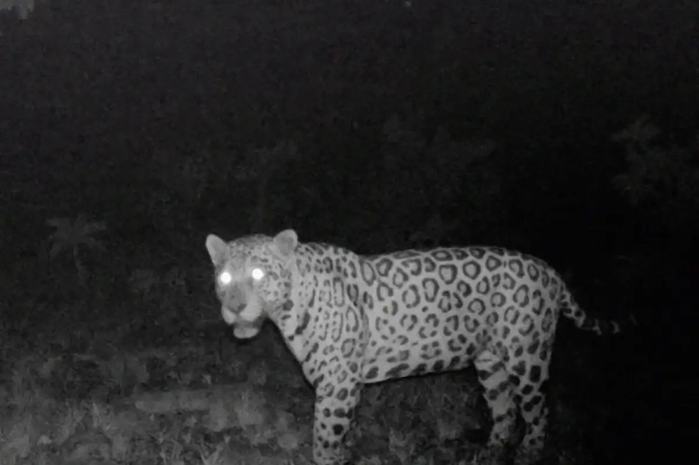 Este jaguar rompió un récord: nadó, al menos, 1,3 kilómetros