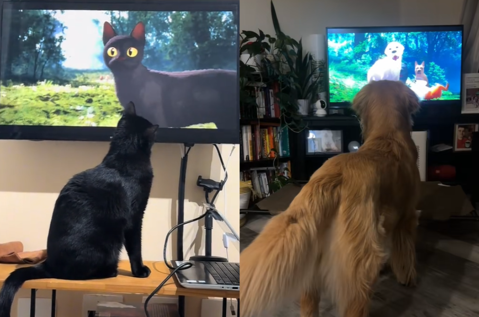 Gatos y perros se hacen virales por reaccionar a la película Flow (videos)