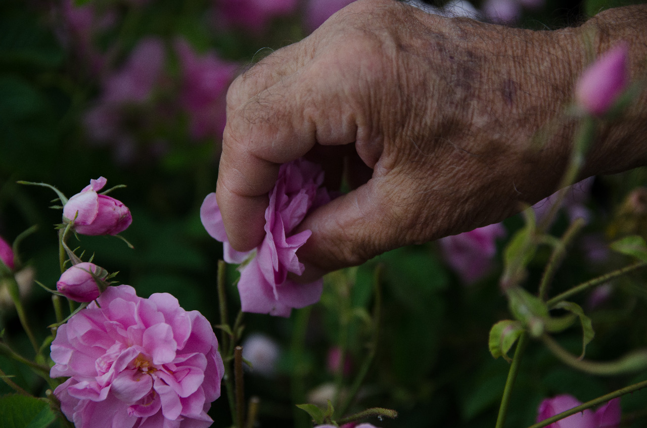 La línea de producción arranca con la recogida de las rosas y continúa en una pequeña planta instalada al lado del cultivo. En ella se procesan prontamente las plantas, cuyos pétalos sufren varias transformaciones de la materia en su camino hacia la botella y los consumidores.