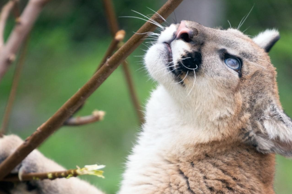 Puma